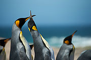 Picture 'Ant1_1_00365 Aptenodytes Patagonicus, King Penguin, Penguin, Antarctica and sub-Antarctic islands, Falkland Islands, Saunders Island'